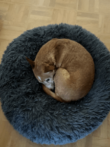 Chien lové sur un coussin