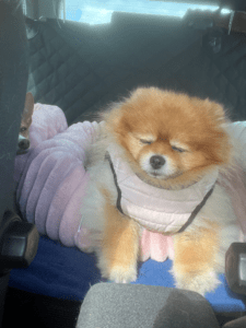 Chiens installés dans une voiture