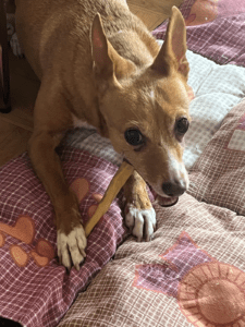 Chien en train de se faire les dents sur un os