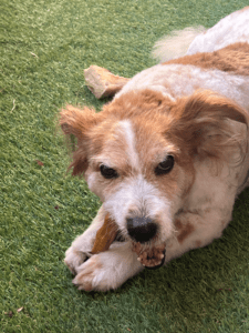 Chien se faisant les dents sur un os la gueule ouverte