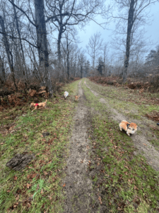 Chiens en promenade dans la forêt