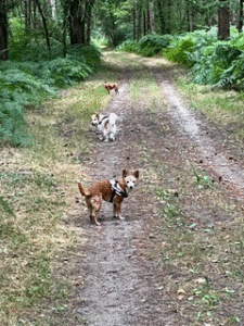 Balade en forêt