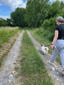 Promenade de chien