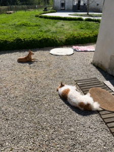 Sieste au soleil