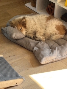 Sieste sur coussin